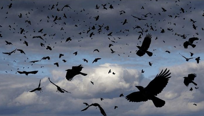 魔兽世界风暴乌鸦的飞行任务攻略（分享怎么调查赞加沼泽的湖泊）缩略图